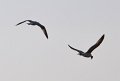 08 c_DSC_0345